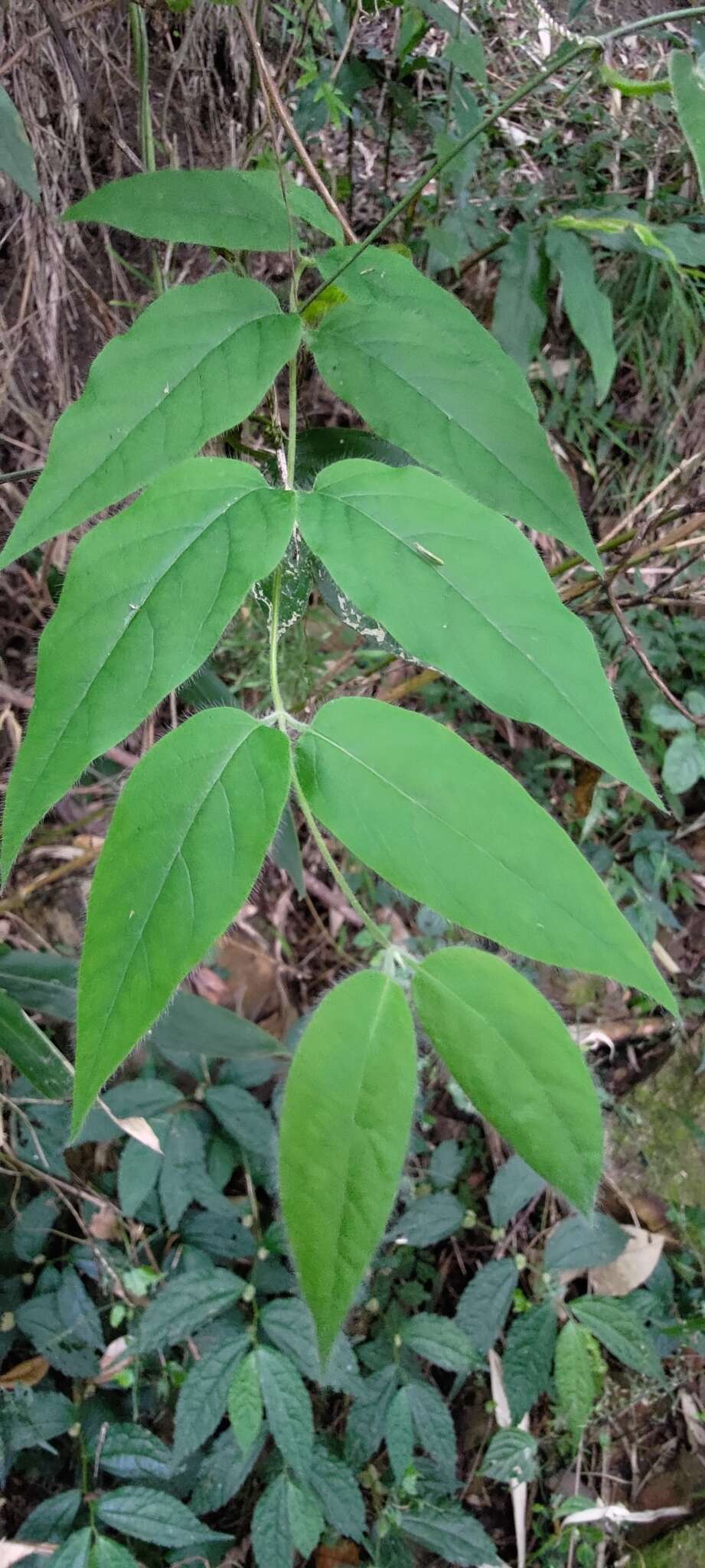 Image of Lonicera hypoglauca Miq.