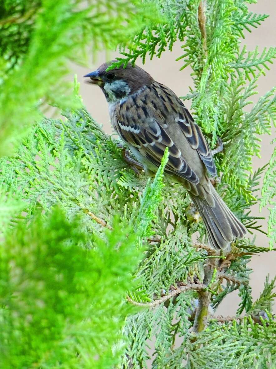 Image of Passer montanus dilutus Richmond 1896