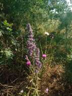 Image of Nepeta multibracteata Desf.