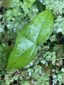 Image of Passiflora eglandulosa J. M. Mac Dougal