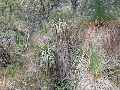 Image of Dasypogon hookeri J. Drumm.