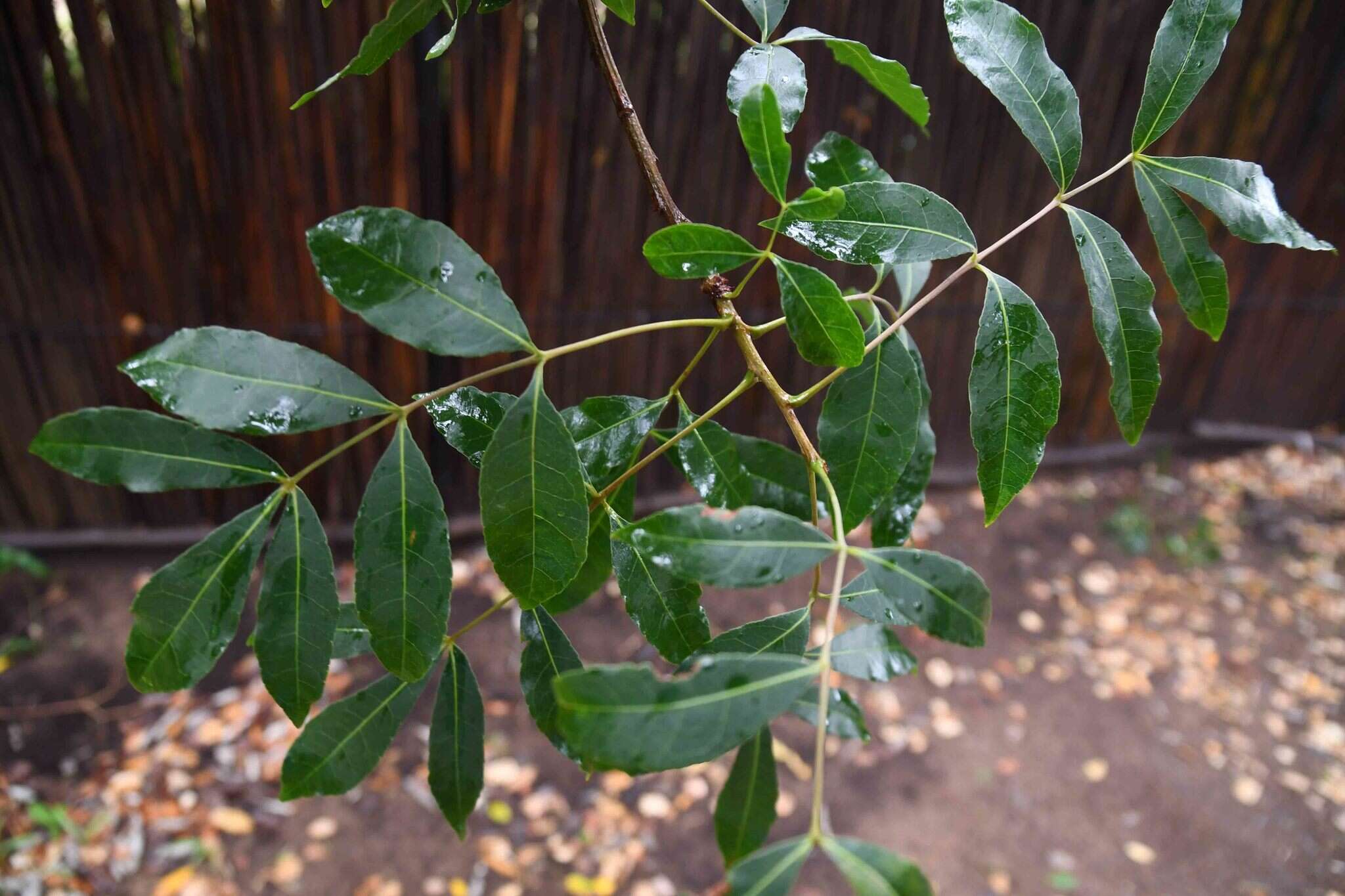 Image of Commiphora schlechteri Engl.