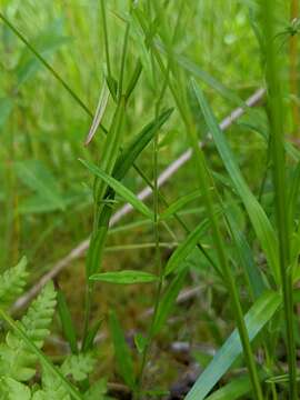 Epilobium leptophyllum Rafin. resmi