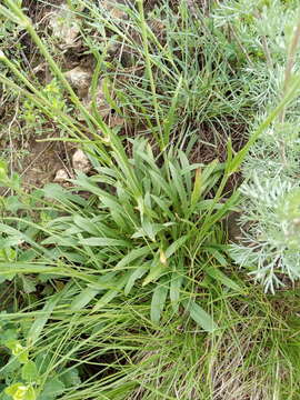 Image of Silene saxatilis Sims