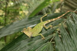 صورة Gonocephalus chamaeleontinus (Laurenti 1768)