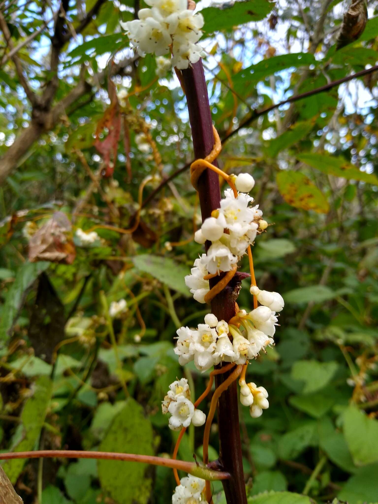 Image of beaked dodder