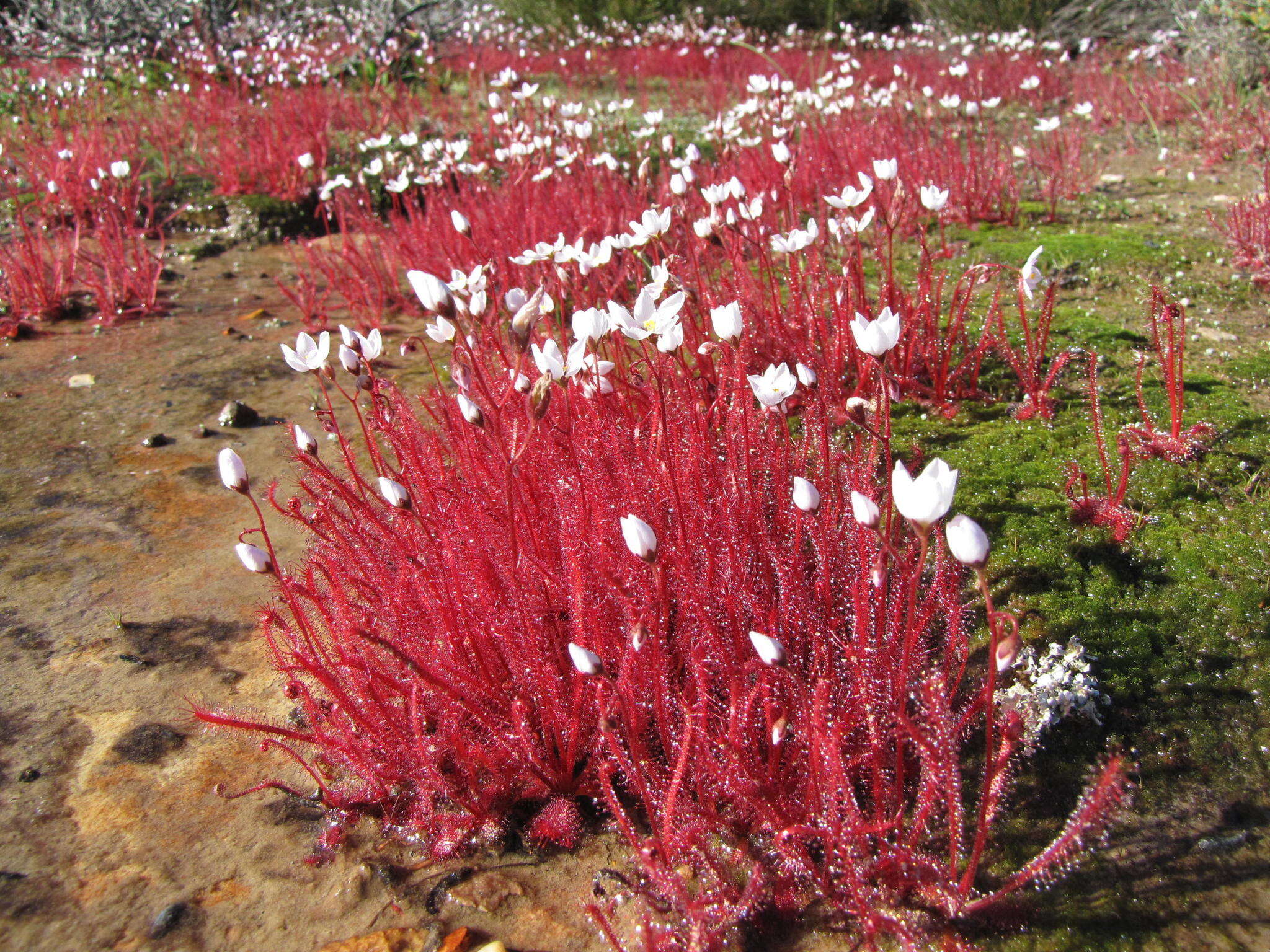 Image of Drosera alba Phill.