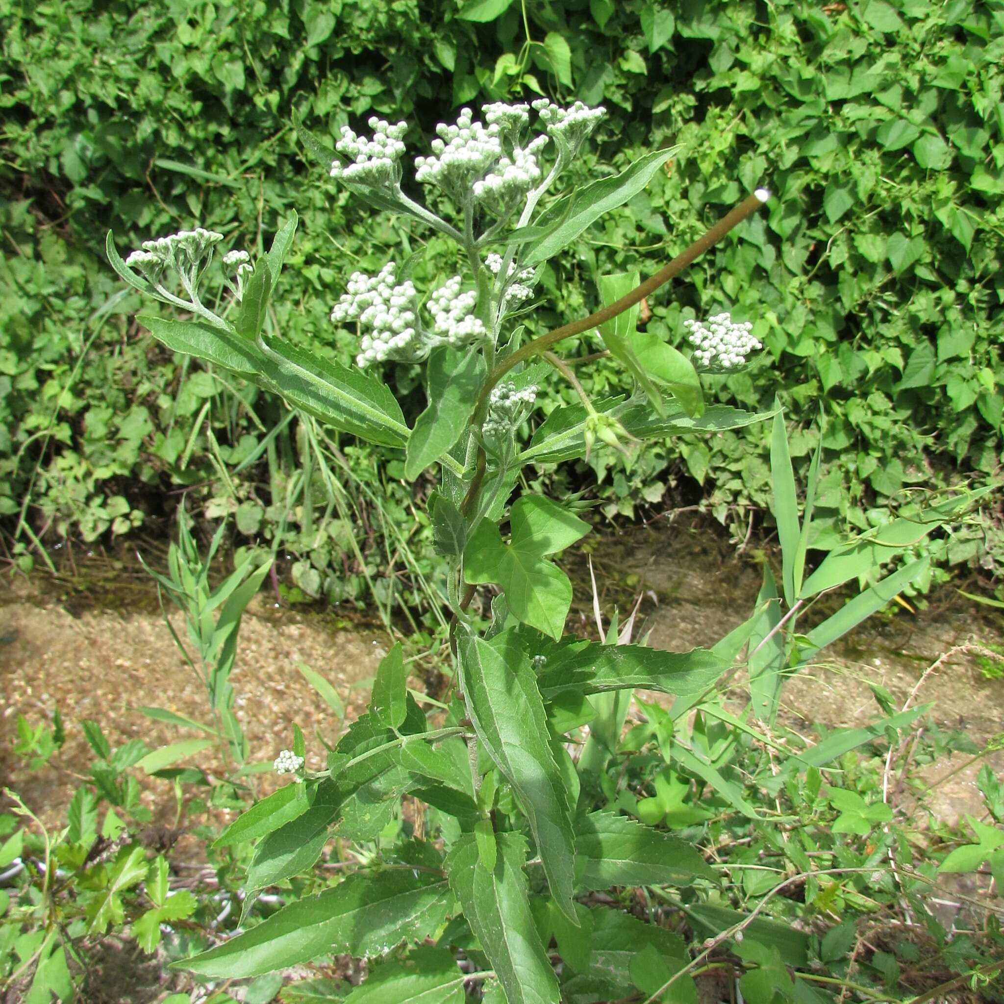 Image of lateflowering thoroughwort