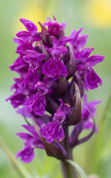 Image de Dactylorhiza traunsteinerioides (Pugsley) Landwehr