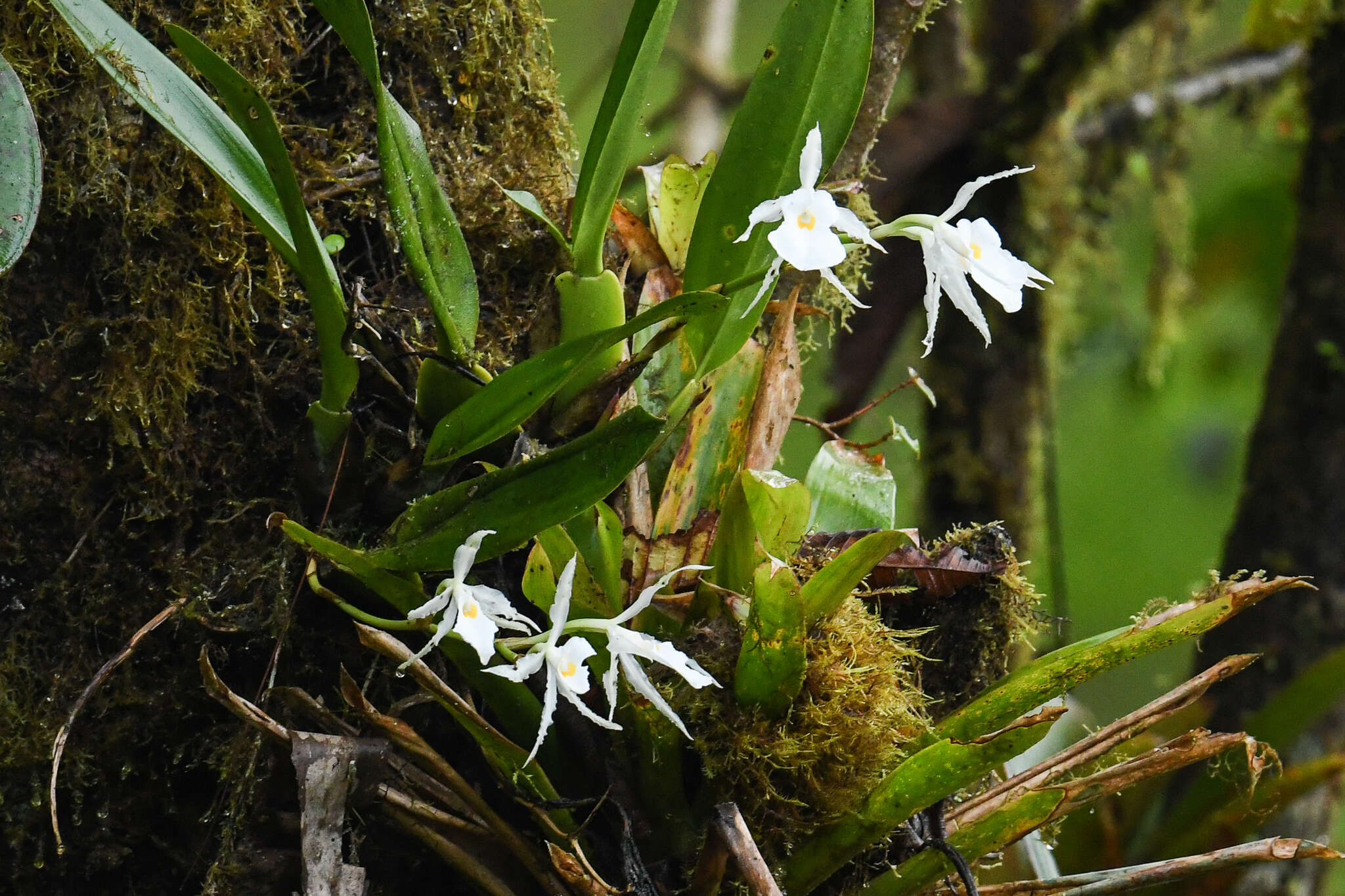 Imagem de Trichopilia fragrans (Lindl.) Rchb. fil.