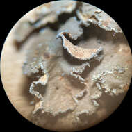 Image of Powdery kidney lichen