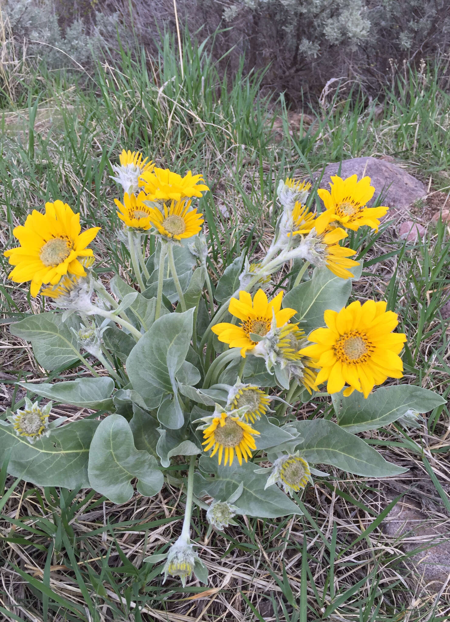 Image of arrowleaf balsamroot