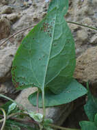 Image of Puccinia polygoni-amphibii Pers. 1801