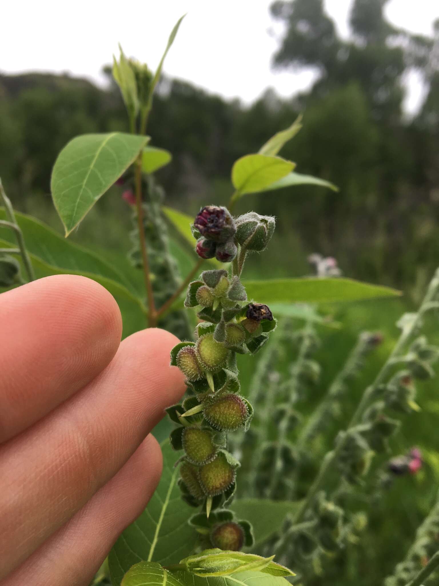 Image of blue hound's tongue