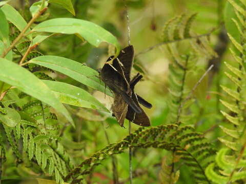 Image de Spicauda tanna