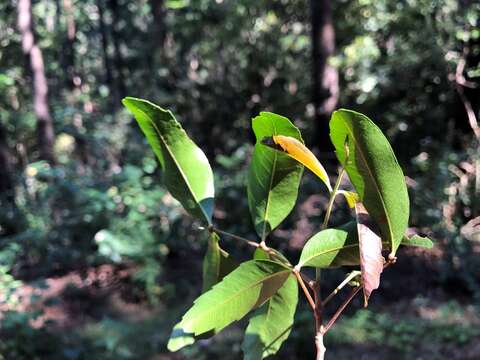 Imagem de Cupaniopsis parvifolia (F. M. Bailey) L. A. S. Johnson