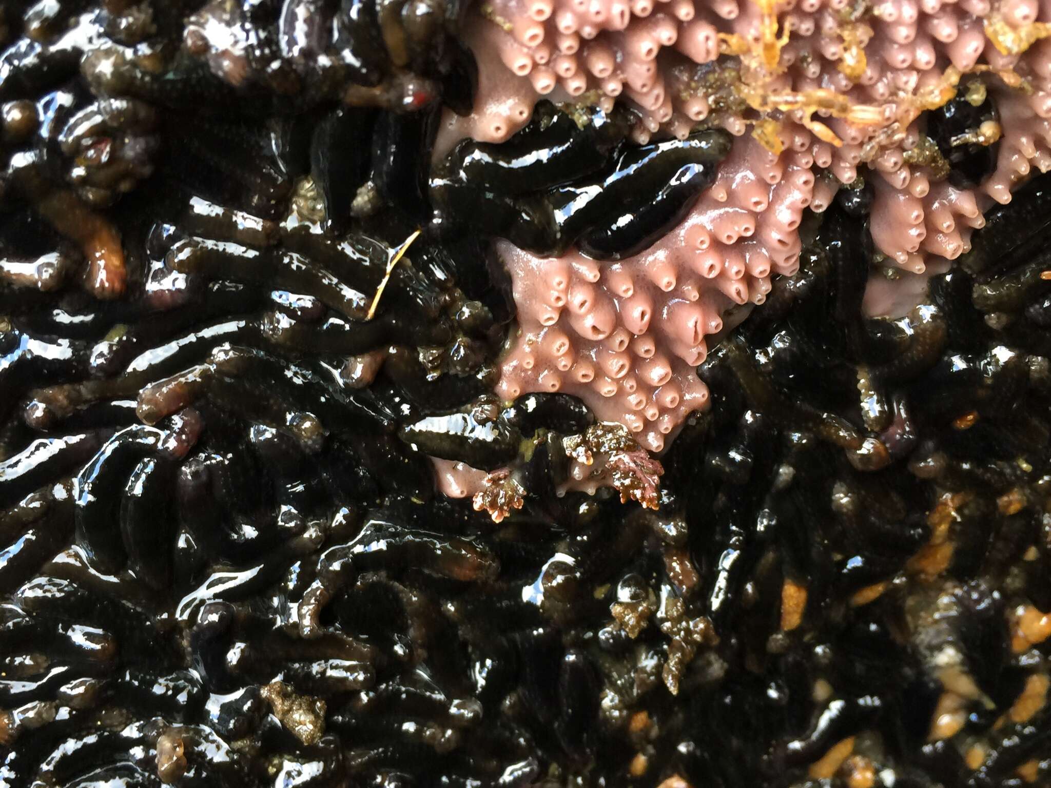 Image of tar spot sea cucumber