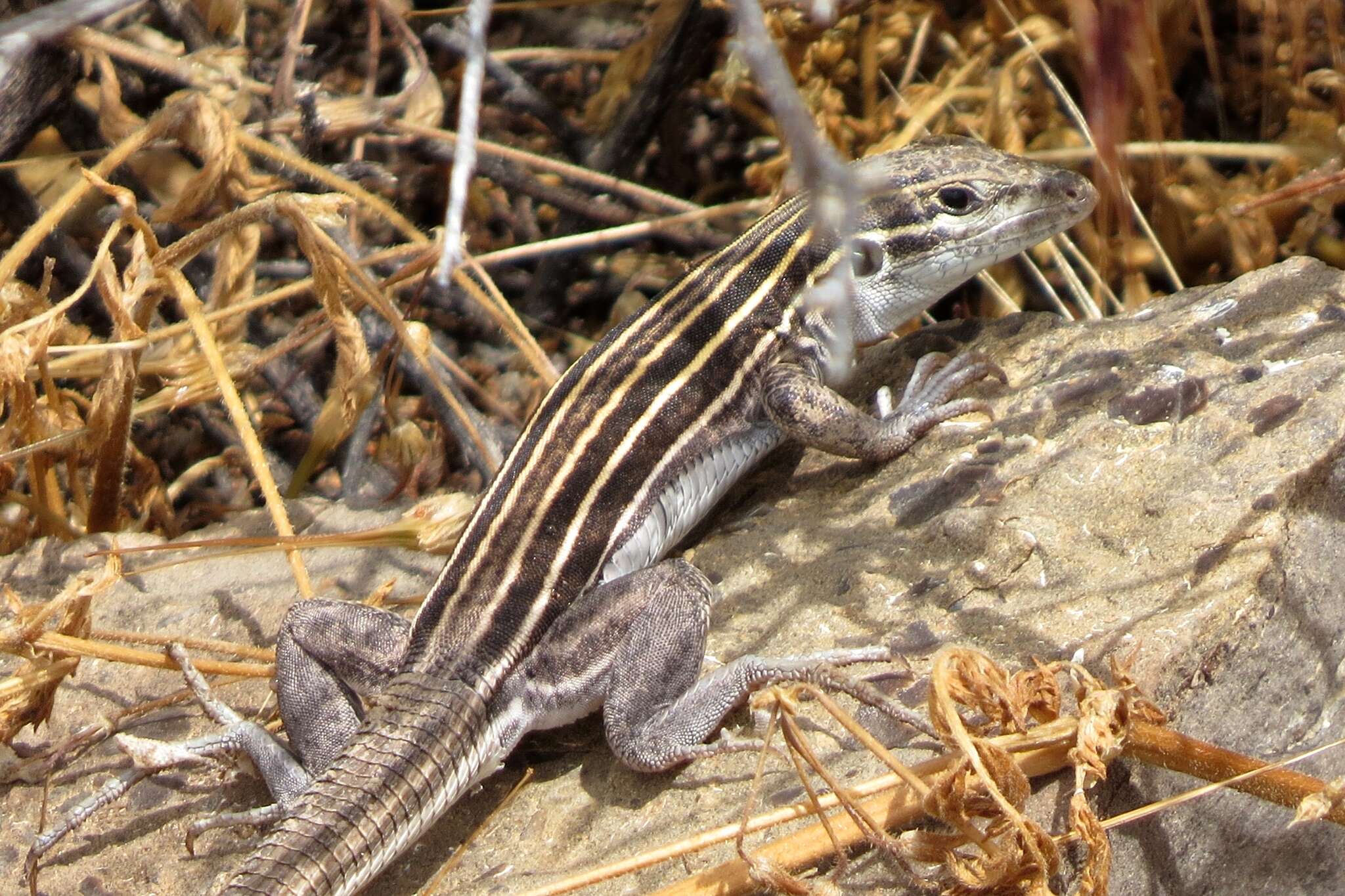 Image of Plateau Striped Whiptail