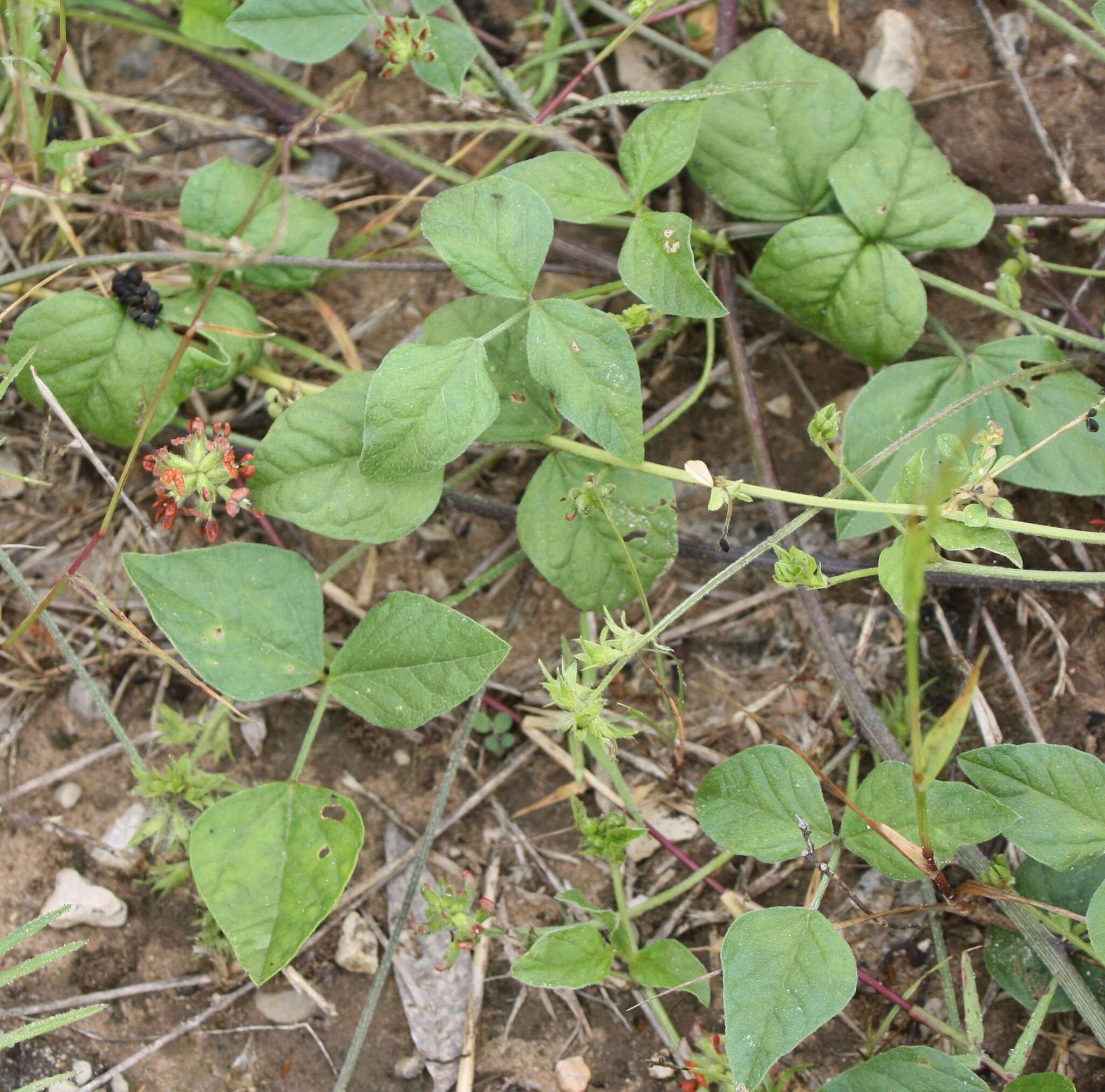 Psoralea rhombifolia Torr. & A. Gray的圖片