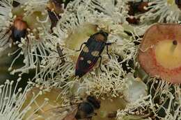 Image of Castiarina insignis (Blackburn 1892)