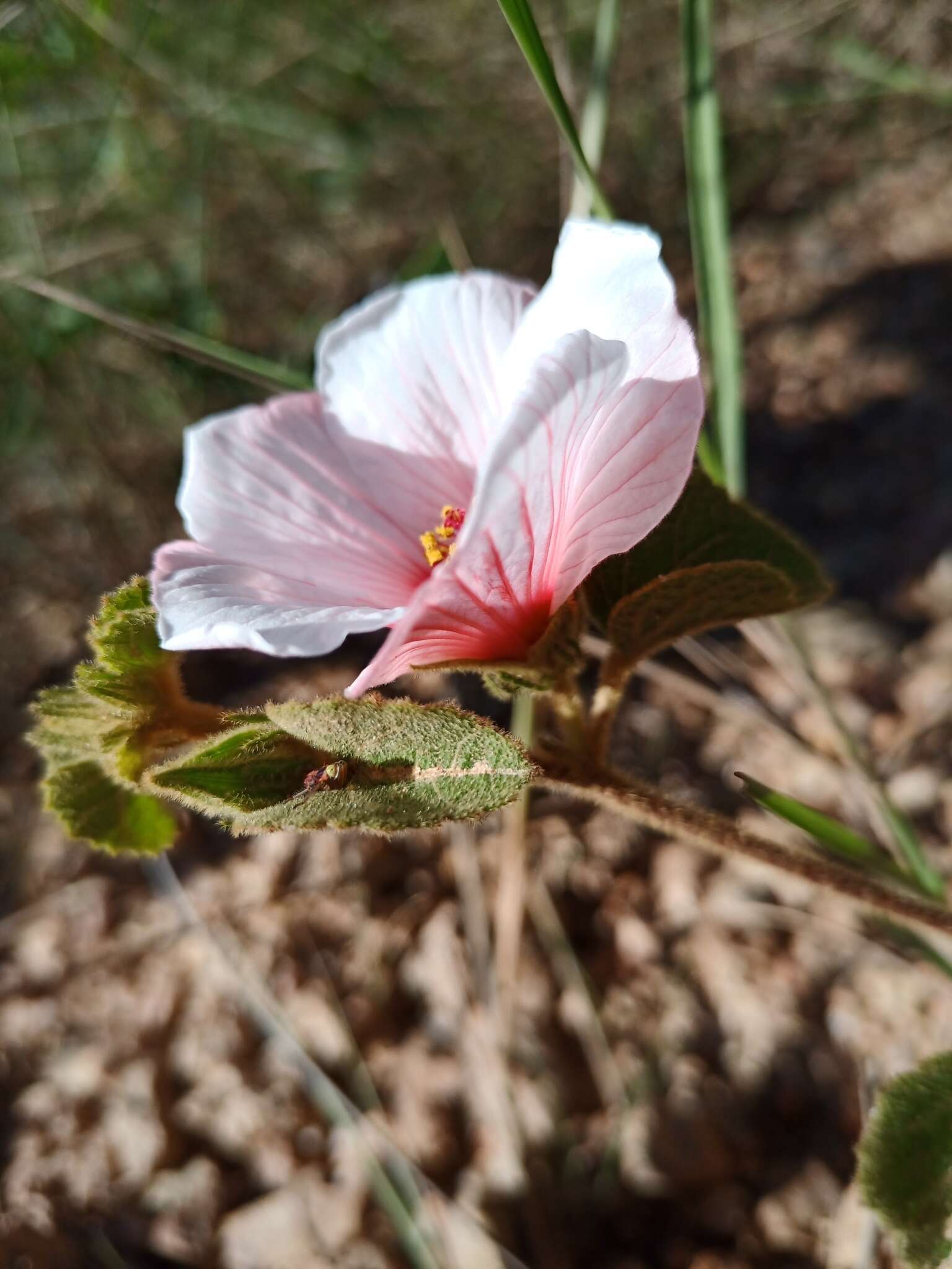 Imagem de Peltaea polymorpha (A. St.-Hil.) Krapov. & Cristobal