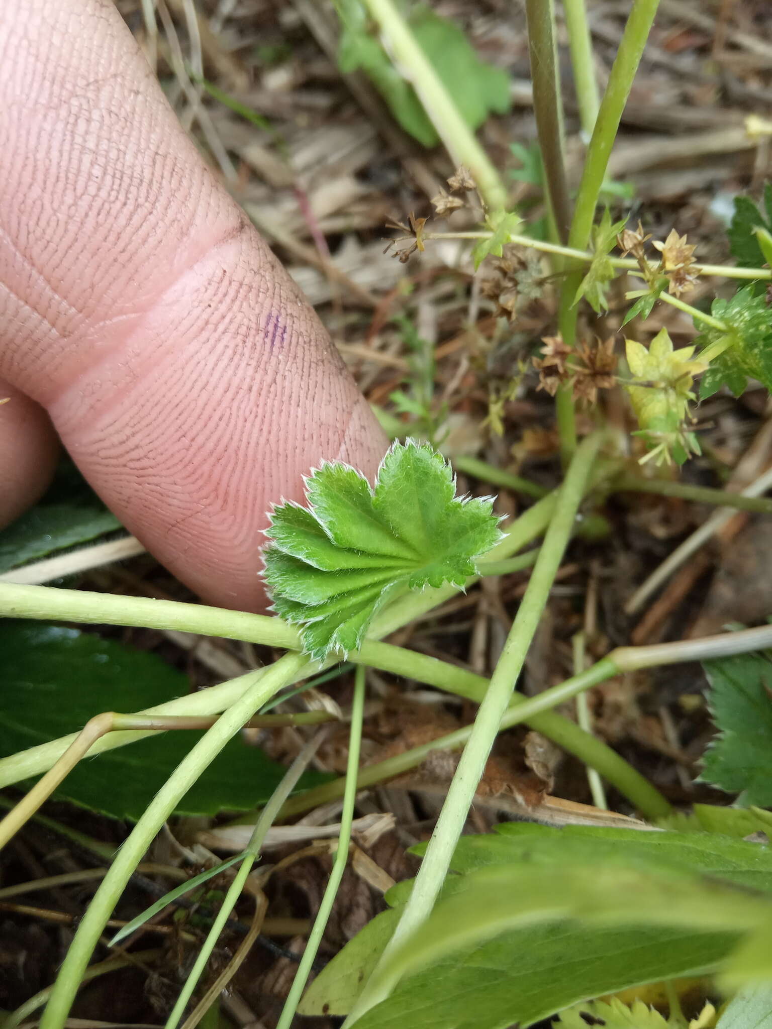 Plancia ëd Alchemilla murbeckiana Buser