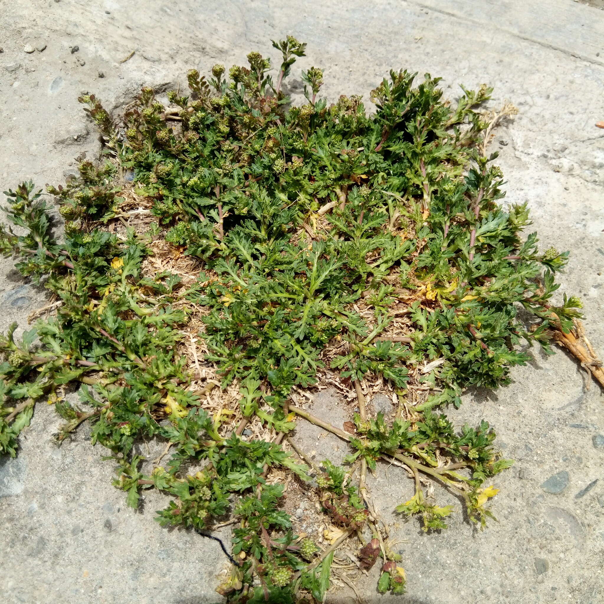 Sivun Lepidium bipinnatifidum Desv. kuva