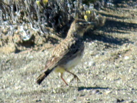 Image of Galerida magnirostris sedentaria Clancey 1993