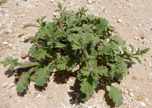 Image of fanleaf vervain