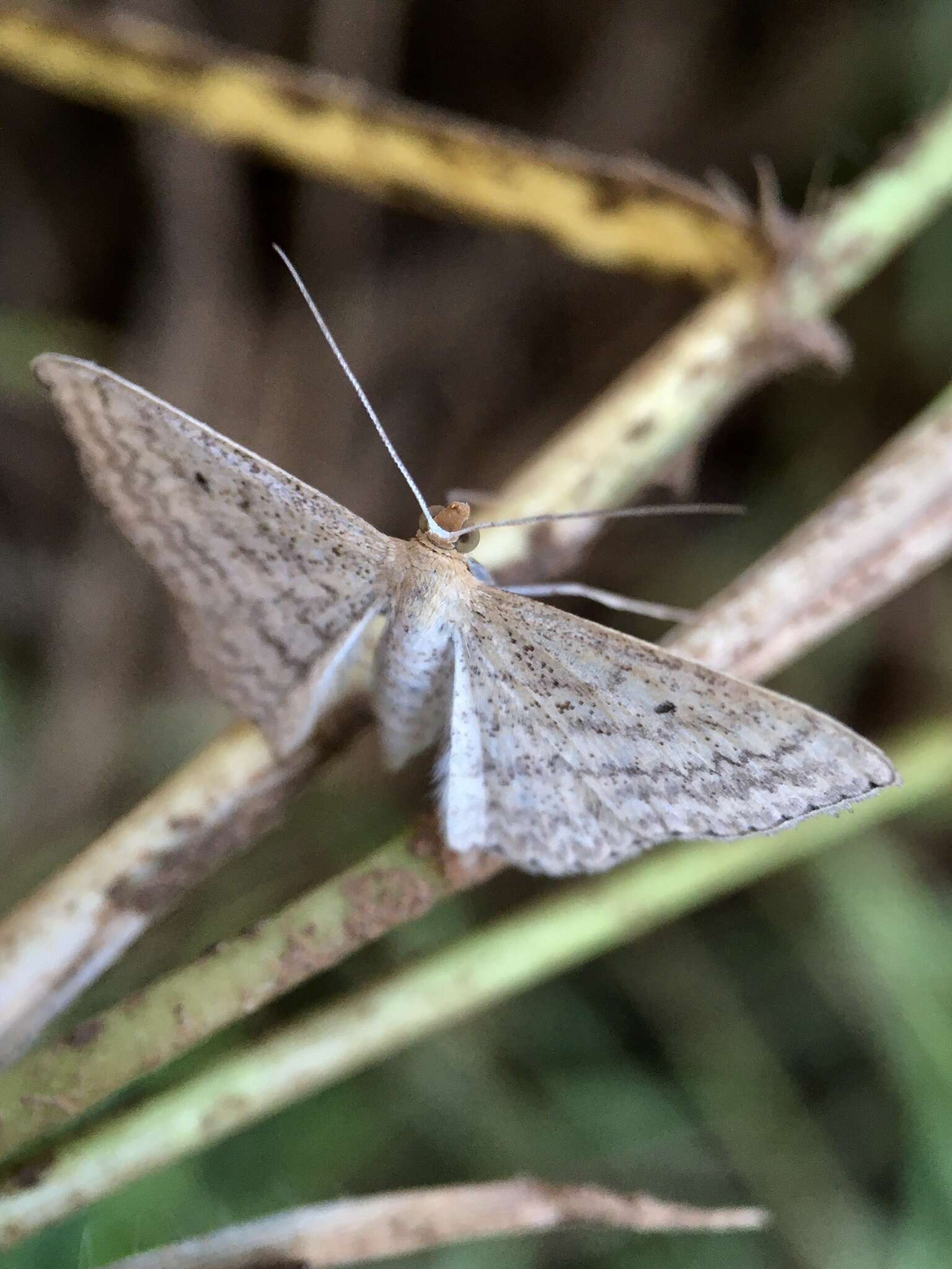 Imagem de Scopula oppilata Walker 1861