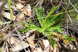 Image of Perezia pedicularidifolia Less.