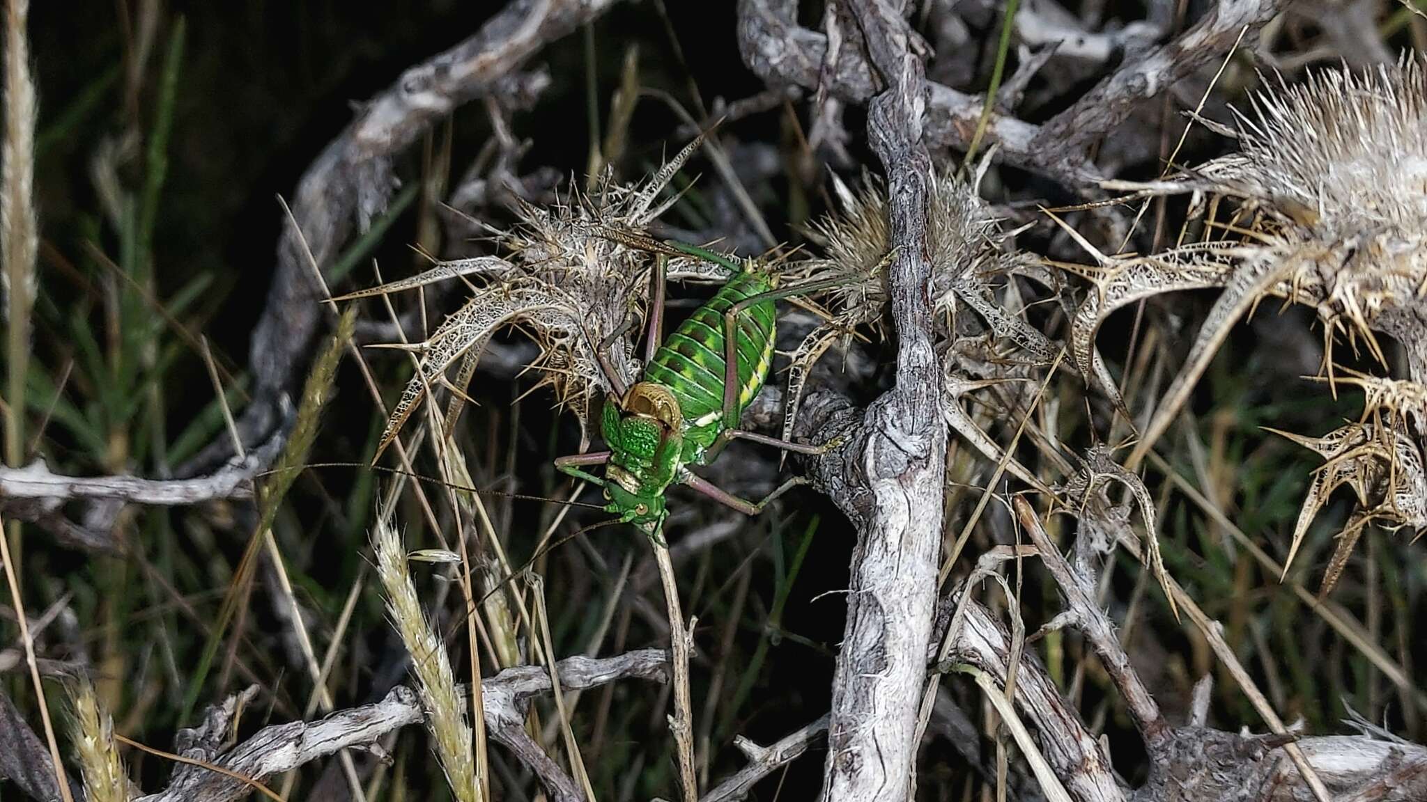 Image of Corsteropleurus chopardi (Rungs 1952)