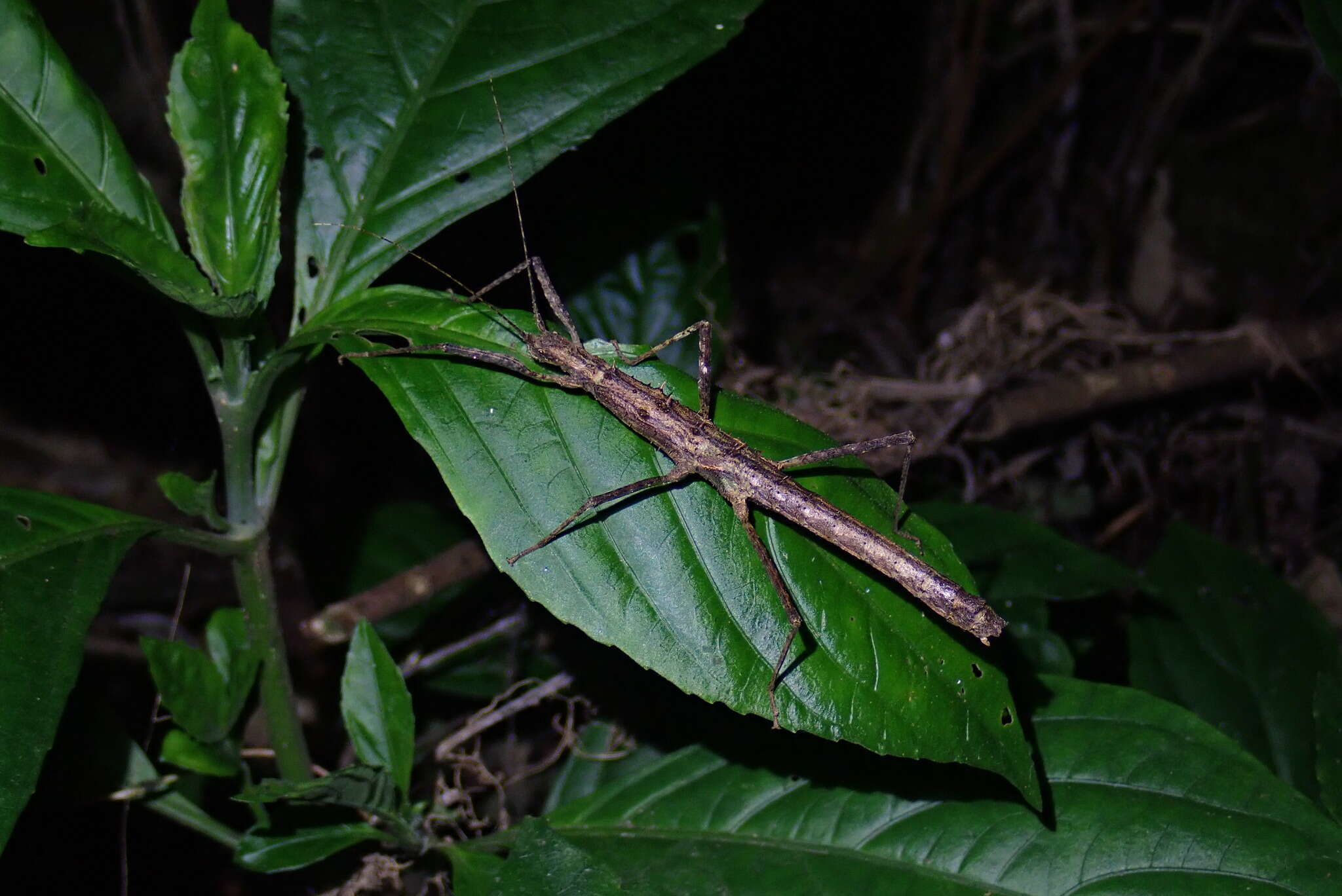 Image of Neohirasea japonica (Haan & W.)