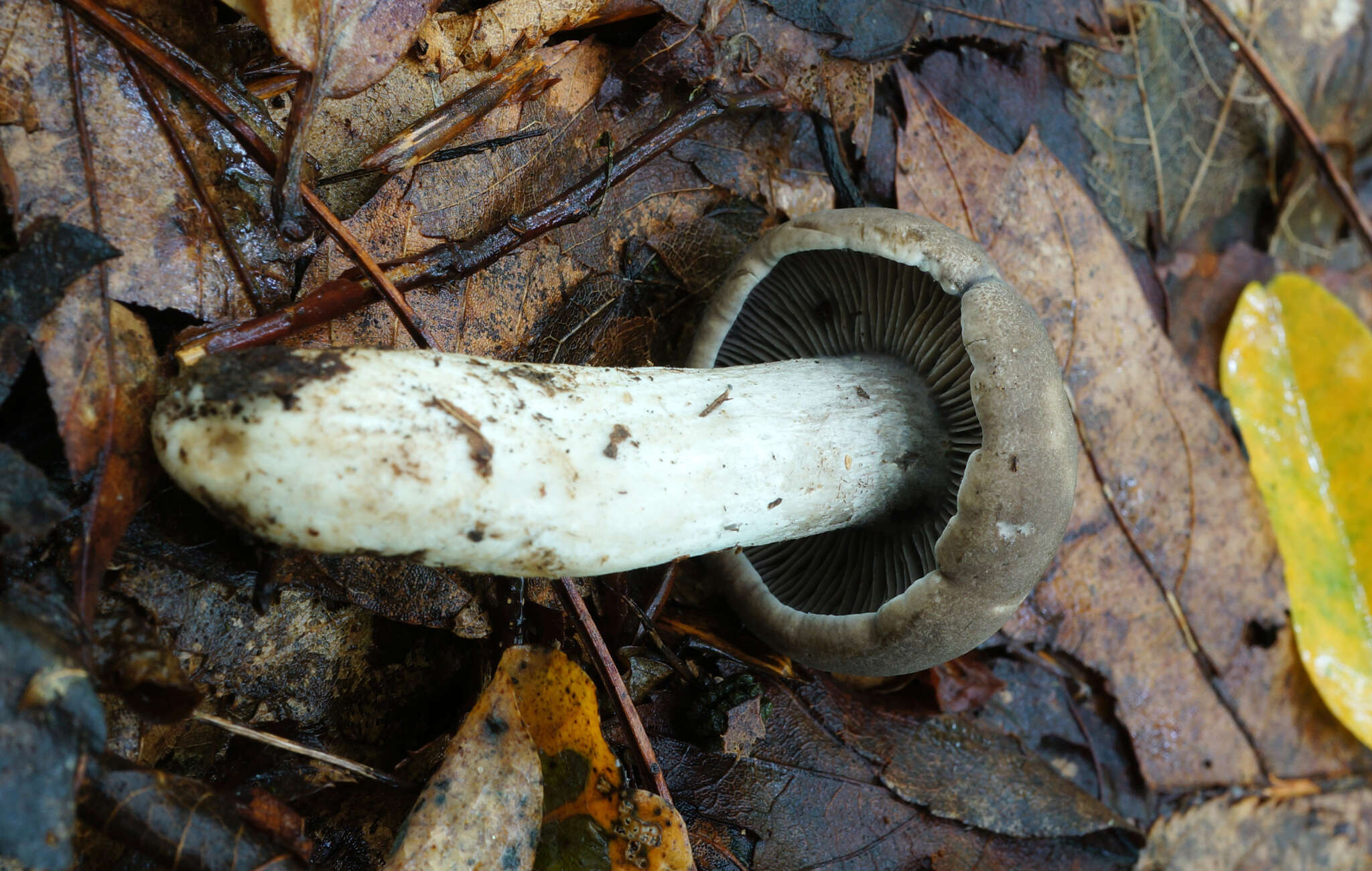 Imagem de Pseudotricholoma umbrosum (A. H. Sm. & M. B. Walters) Sánchez-García & Matheny 2014