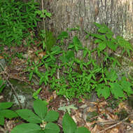 Imagem de Galium lanceolatum (Torr. & A. Gray) Torr.