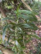 Слика од Dracaena angustifolia (Medik.) Roxb.