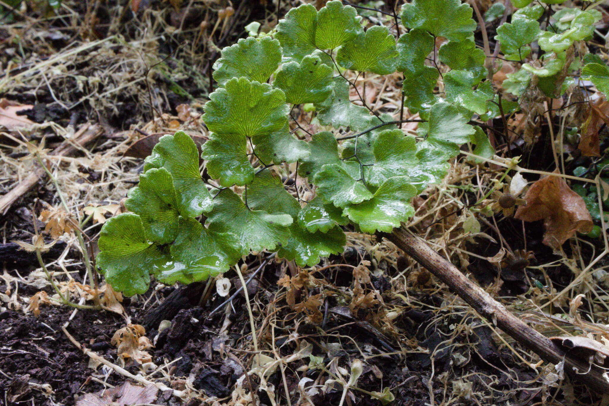 Adiantum chilense var. sulphureum (Kaulf.) Giudice的圖片