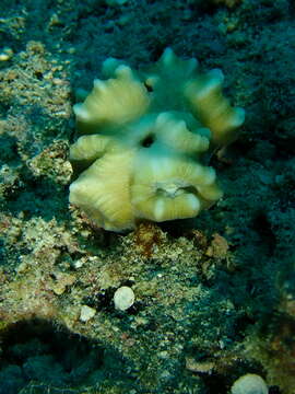 Image of Phaceloid fleshy hard coral