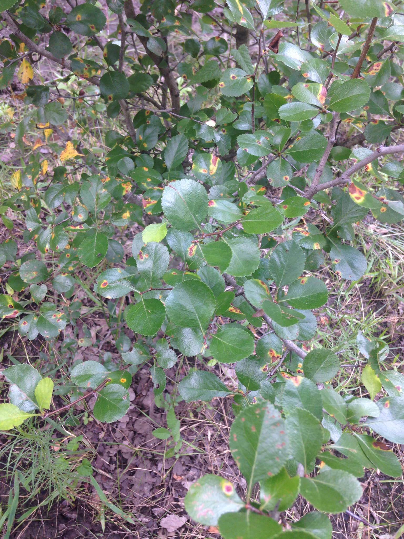 Слика од Crataegus reverchonii Sarg.