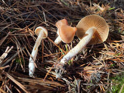 Image of Cortinarius obtusus (Fr.) Fr. 1838