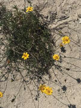 Image of Bidens cabopulmensis Leon de la Luz & B. L. Turner