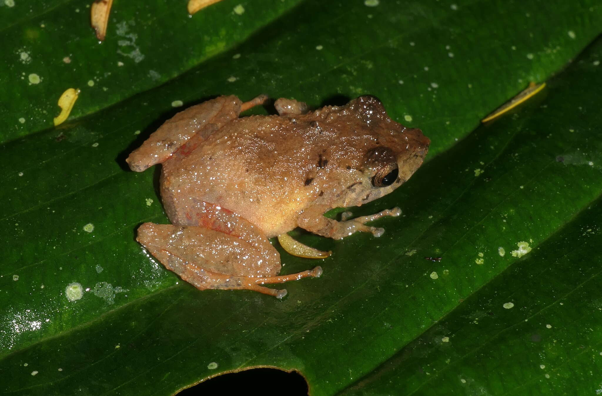 Sivun Pristimantis croceoinguinis (Lynch 1968) kuva