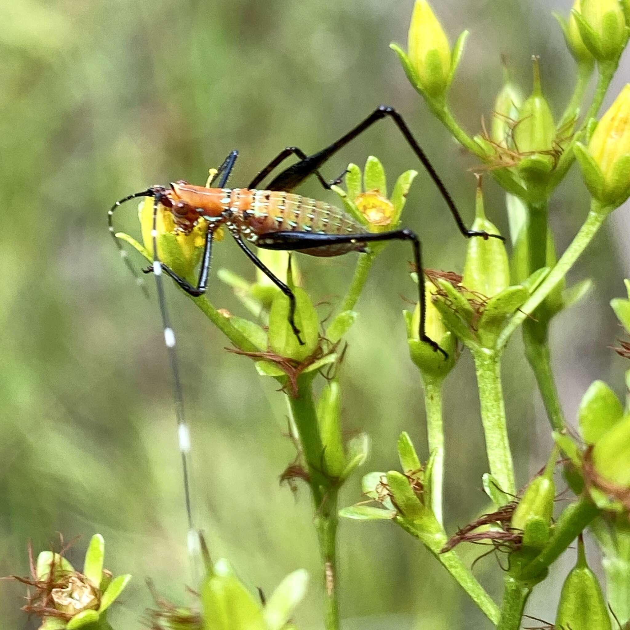 Image of Southeastern Bush Katydid