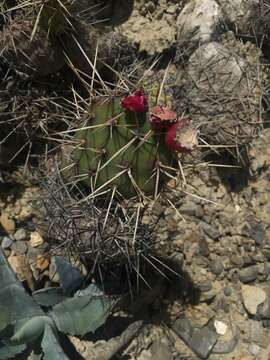 Image of Opuntia sulphurea G. Don ex Loudon