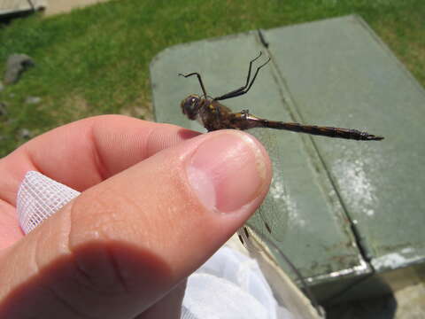 Image of Slender Baskettail