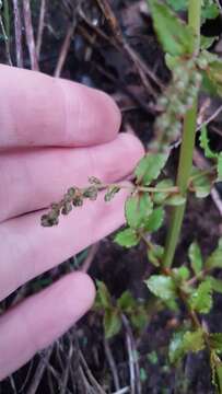 Image of Coriaria kingiana Col.