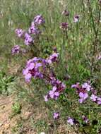 Image of Erysimum linifolium (Pers.) J. Gay