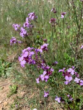 Image of Erysimum linifolium (Pers.) J. Gay