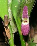 Image of Snake's head restrepiella