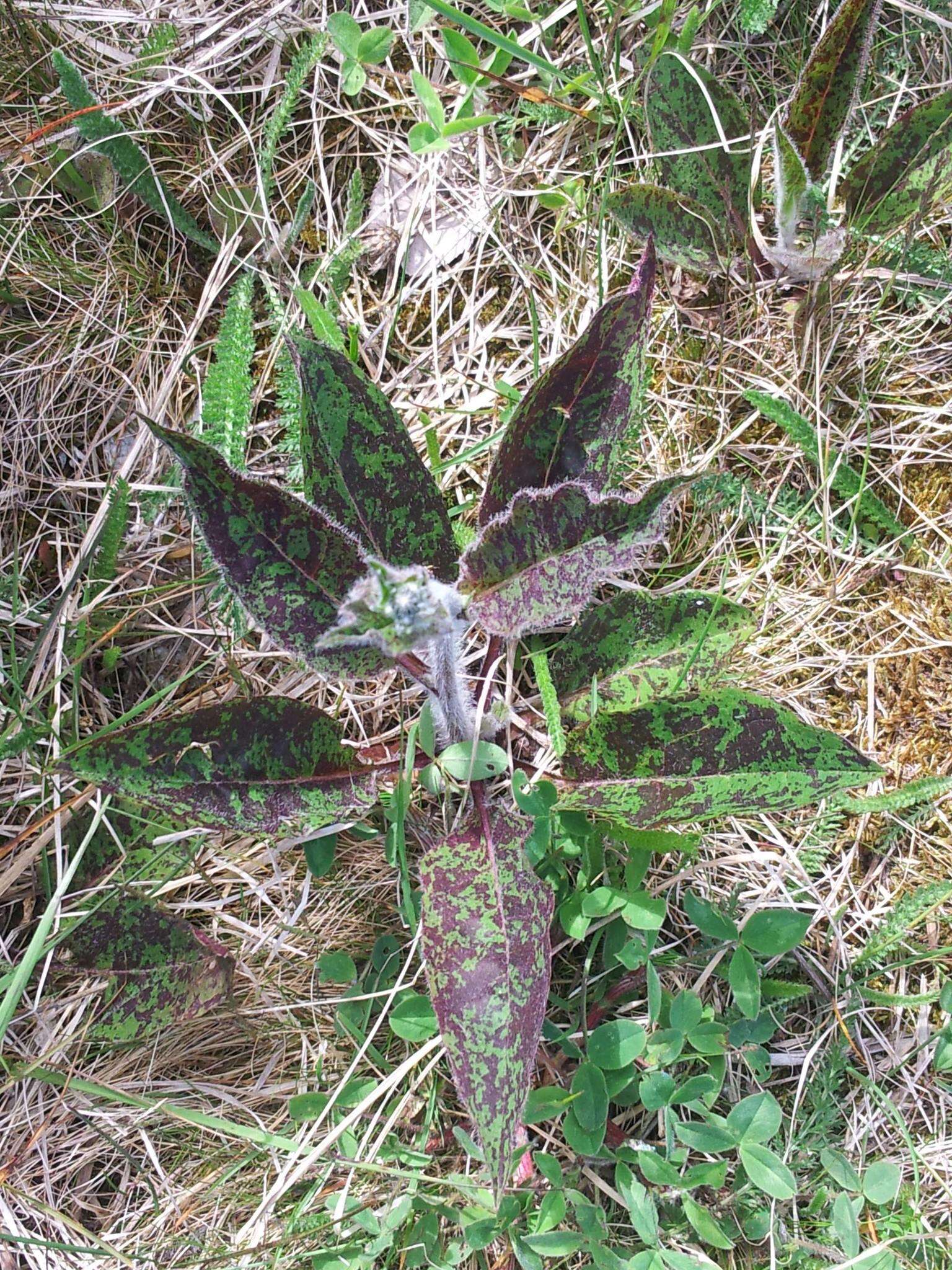 Imagem de Hieracium maculatum Schrank